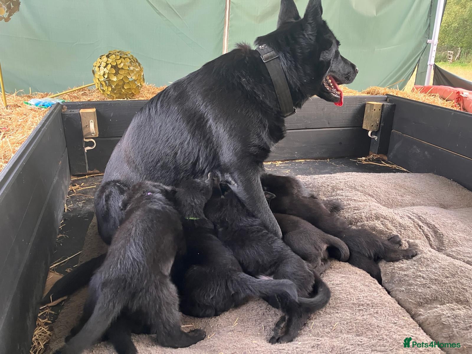 German Shepherd dogs German Shepherd Puppies - Advert 1
