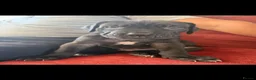 Cane Corso dogs for sale: BEAUTIFUL CANE CORSO puppies. PROTECTION+FAMILY - Advert 11