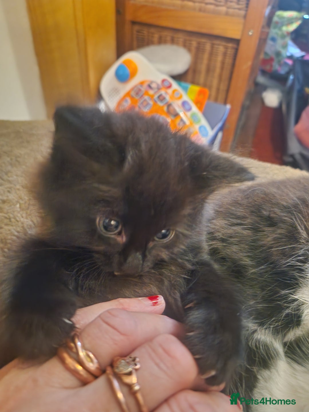 British Shorthair cats for sale: Cute kittens for sale  - Image 6