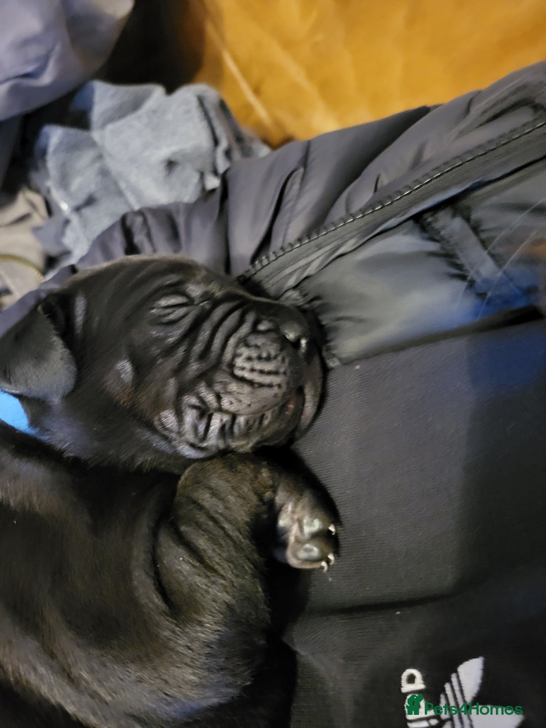 Mixed Breed dogs for sale: Alaunt type dogs - Advert 6