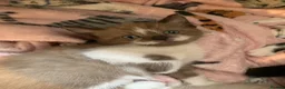 Mixed Breed cats for sale: Half sphynx half British shorthair kittens  in Crawley - Advert 12