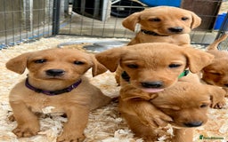 Labrador Retriever dogs for sale: READY NOW - KC Fox Red Labrador Puppies  - Image 1