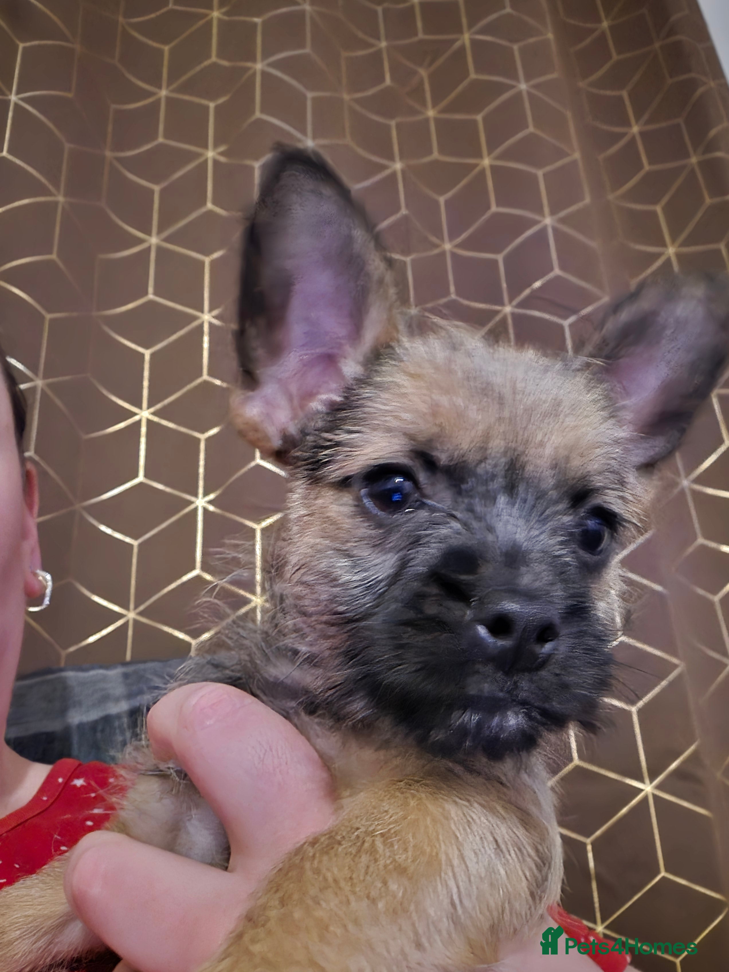 Mixed Breed dogs Jorkie x chorkie - Advert 1