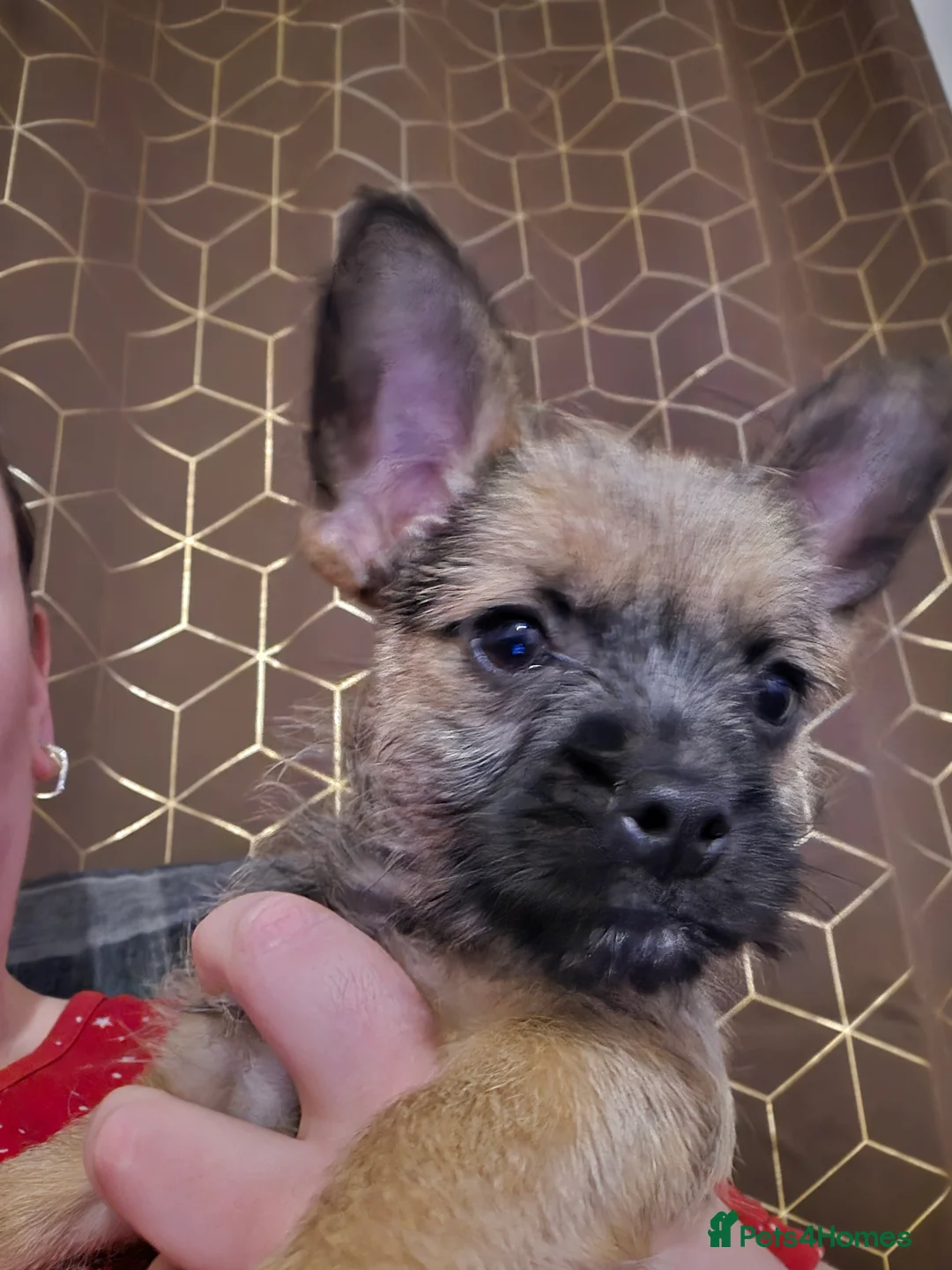 Mixed Breed dogs for sale: Jorkie x chorkie - Advert 1