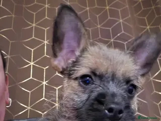 Mixed Breed dogs Jorkie x chorkie - Advert 6