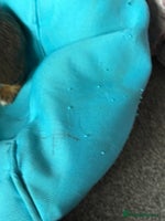 Jack Russell dogs Trad.working family short legged Jack Russell - Advert 3