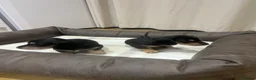 Miniature Dachshund dogs for sale: Stunning Miniature Daschund Puppies - Advert 4
