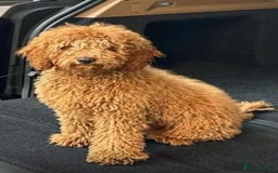 Toy Poodle dogs for sale: Golden Brown Toy Poodle  - Image 1