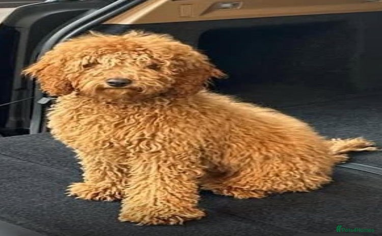 Toy Poodle dogs - Advert 7