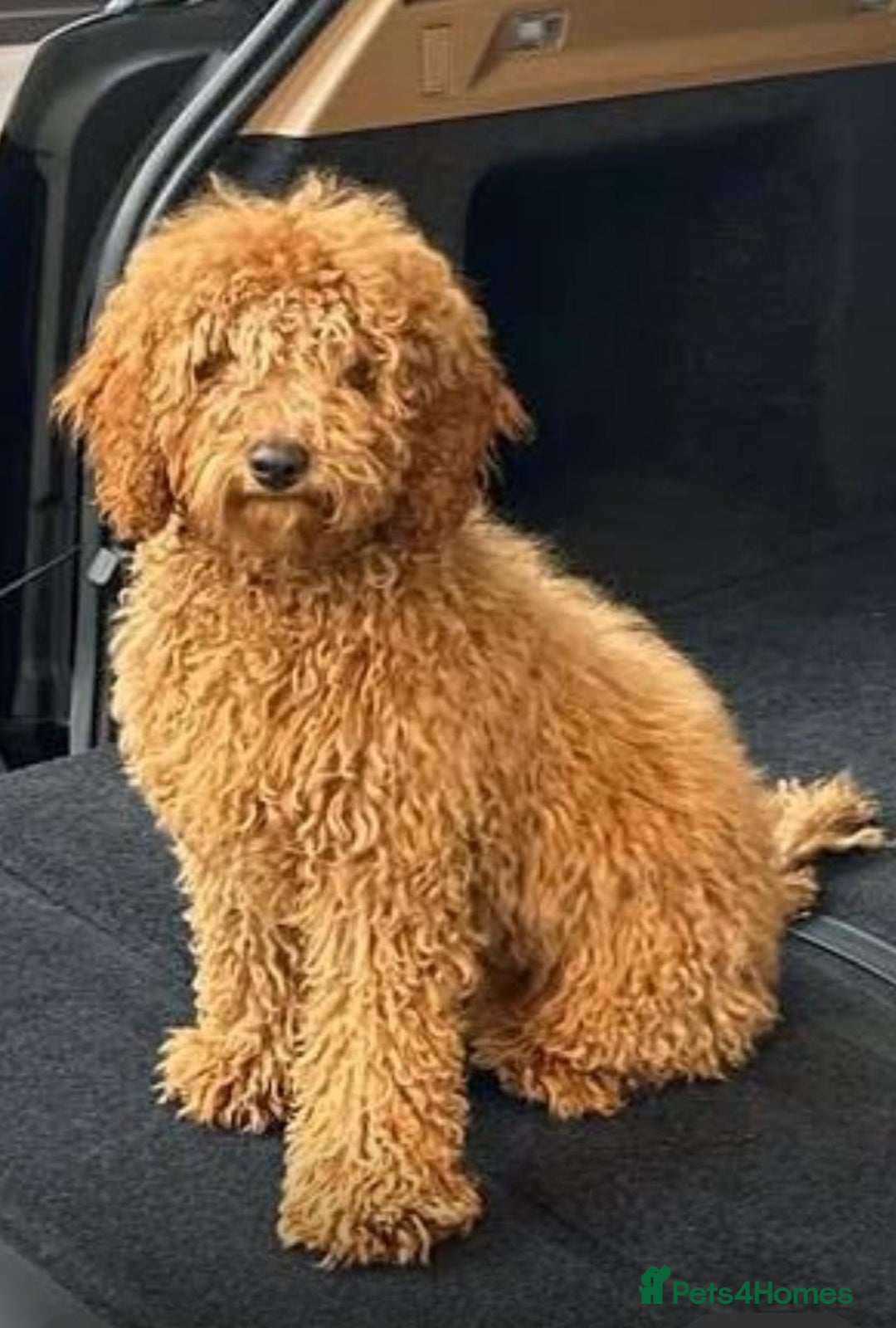 Toy Poodle dogs for sale: Golden Brown Toy Poodle  - Image 1