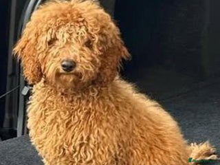 Toy Poodle dogs - Advert 26