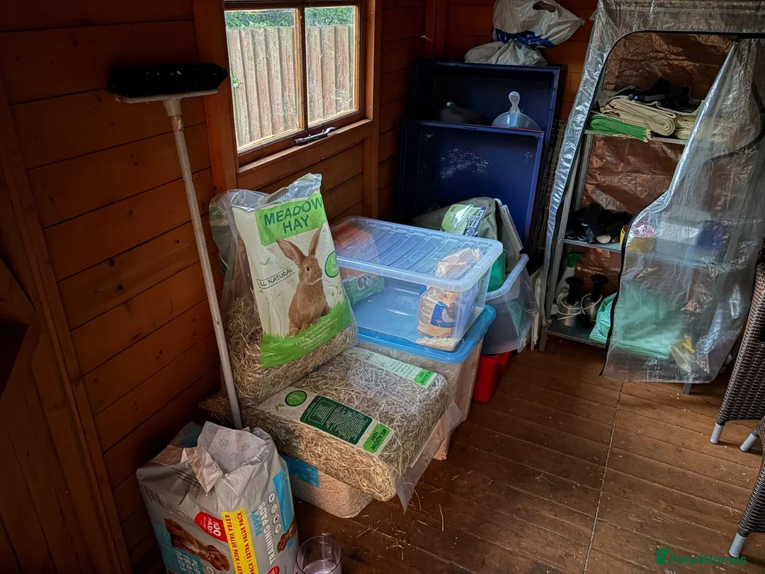 Guinea Pig rodents for sale: Two male American guinea pigs  - Advert 2