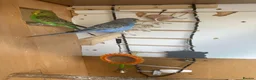 Budgerigars birds for sale: Lovely violet and green budgie - Advert 9