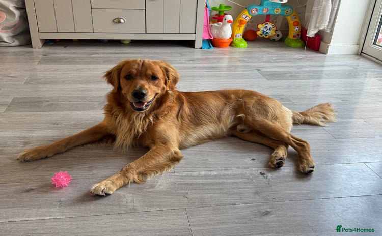 Golden Retriever dogs - Advert 3