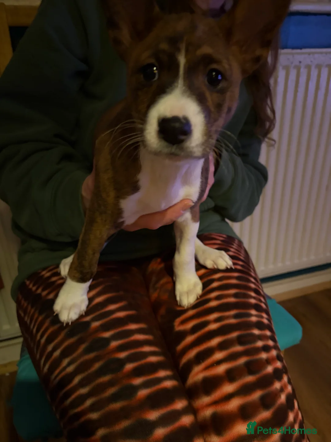 Basenji dogs for sale: 4 remaining basenji puppies left pure basenji  - Advert 7
