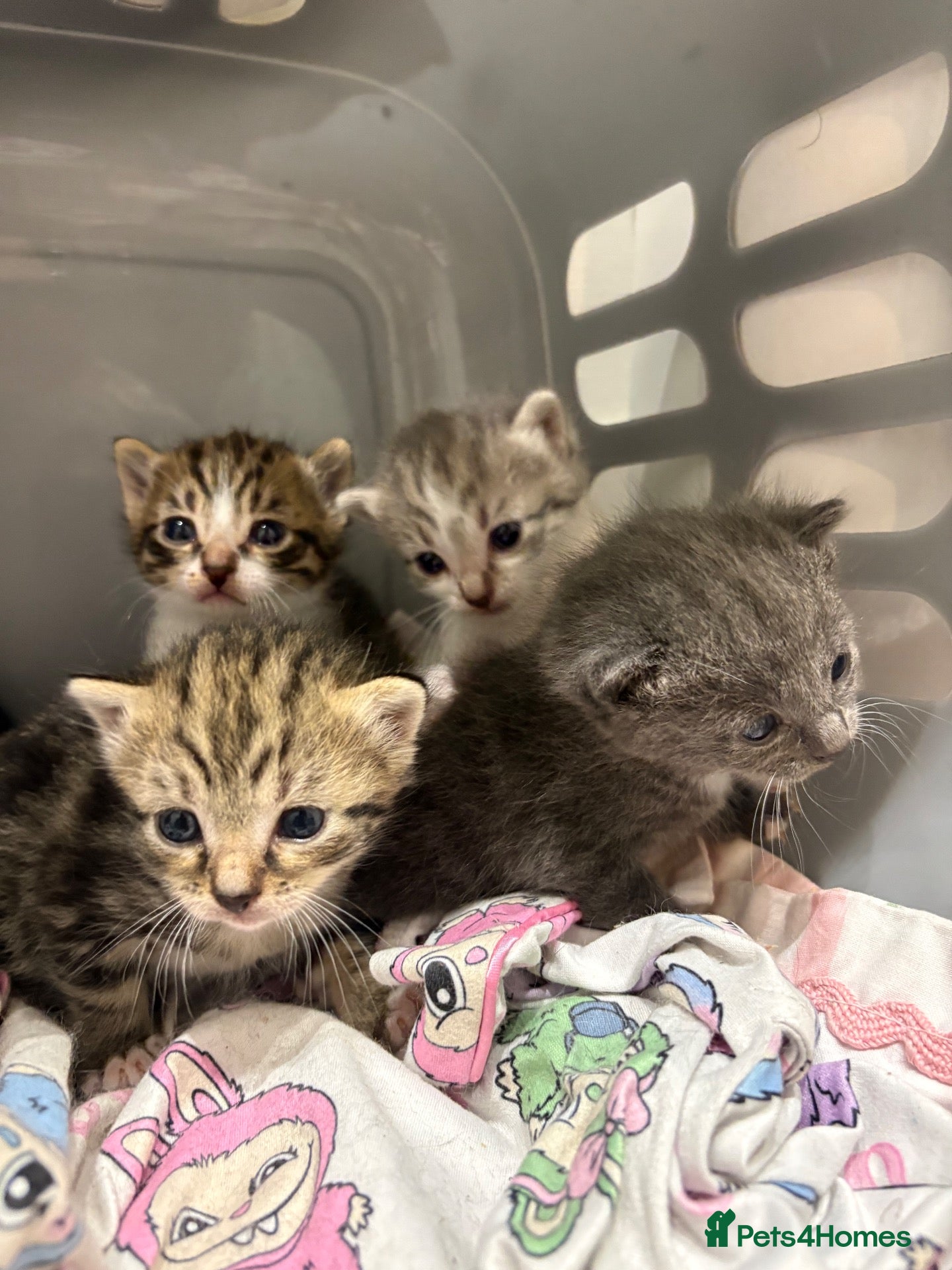 Mixed Breed cats Mixed kittens available  - Advert 1
