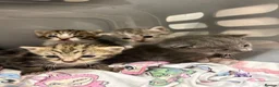 Mixed Breed cats for sale: Mixed kittens available  - Advert 1