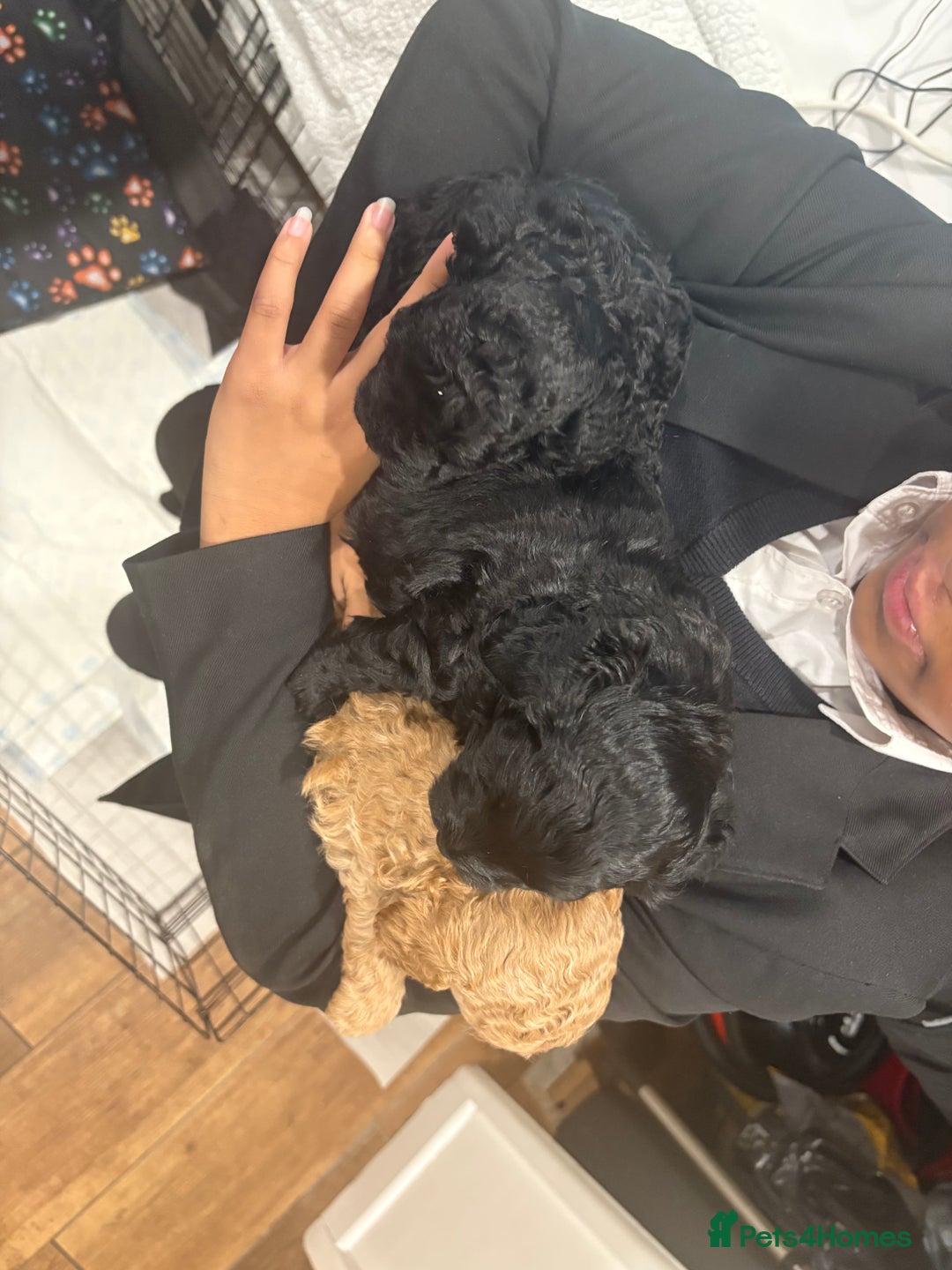 Cockapoo dogs for sale: Gorgeous Litter  - Advert 2