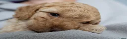Cockapoo dogs for sale: Beautiful Cockapoo Puppies - Advert 16