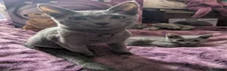 Russian Blue cats for sale: Russian Blue boy , N.London - Advert 8