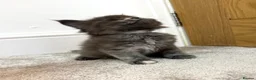 Maine Coon cats for sale: Stunning Fluffy Maine Coons - Advert 13