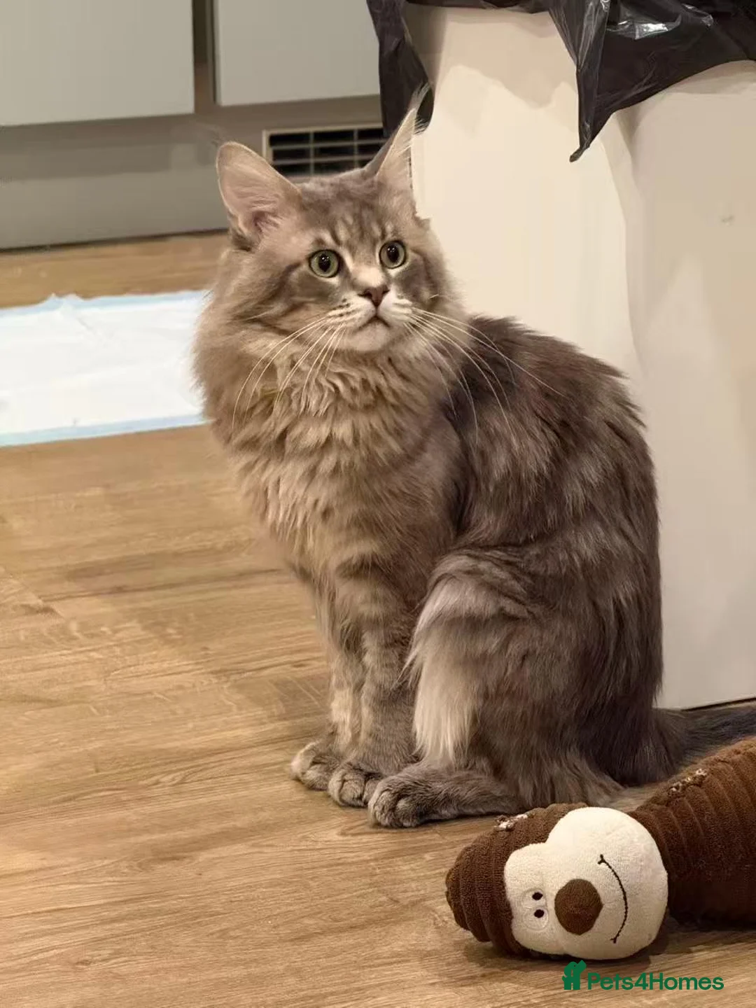 Norwegian Forest Cat cats for sale: Mash – A Sweet Boy Seeking a Loving Home - Advert 2