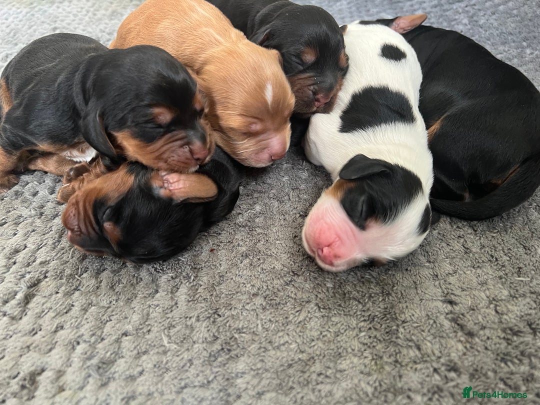 Cocker Spaniel dogs for sale: KC COCKER PUPS TRI BLACK TAN WHITE RED BLUE ROAN - Image 1