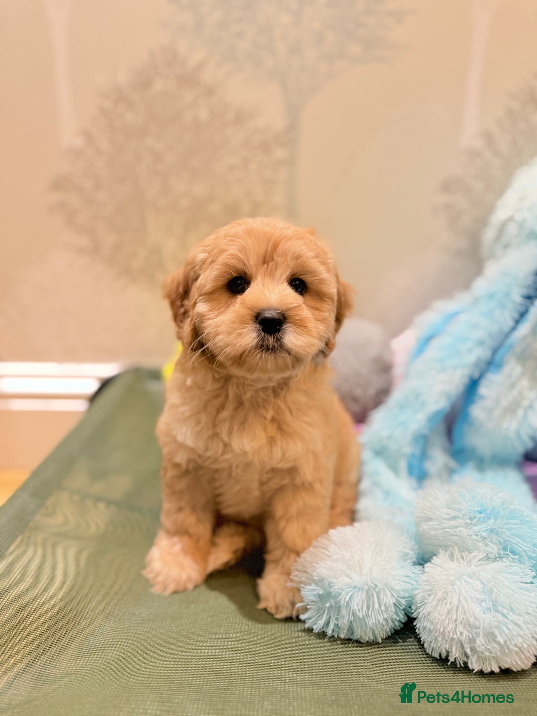 Australian Labradoodle dogs for sale: WALA Reg Apricot Australian Labradoodle Ready Now! - Image 4