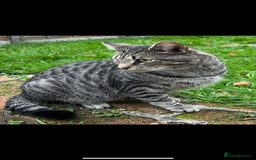 Domestic Shorthair cats for sale: Stray cat in desperate need of home  - Image 5