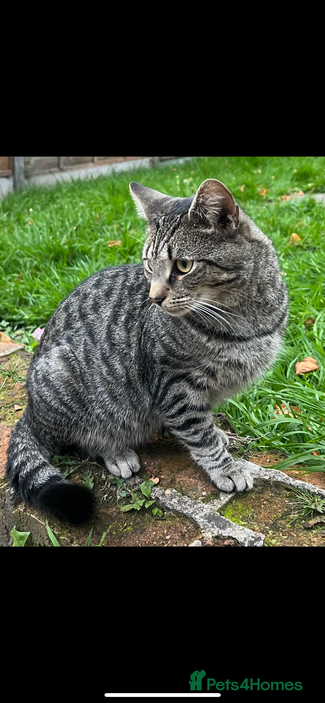 Domestic Shorthair cats for sale: Stray cat in desperate need of home  - Image 5
