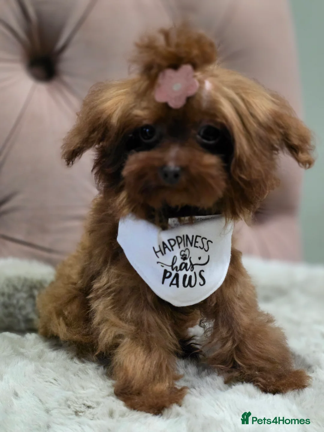 Toy Poodle dogs for sale: Full Asian girl - Advert 4