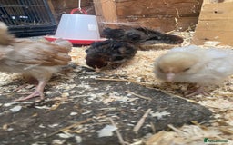 Chickens poultry for sale: Thuringian chickens - Image 1