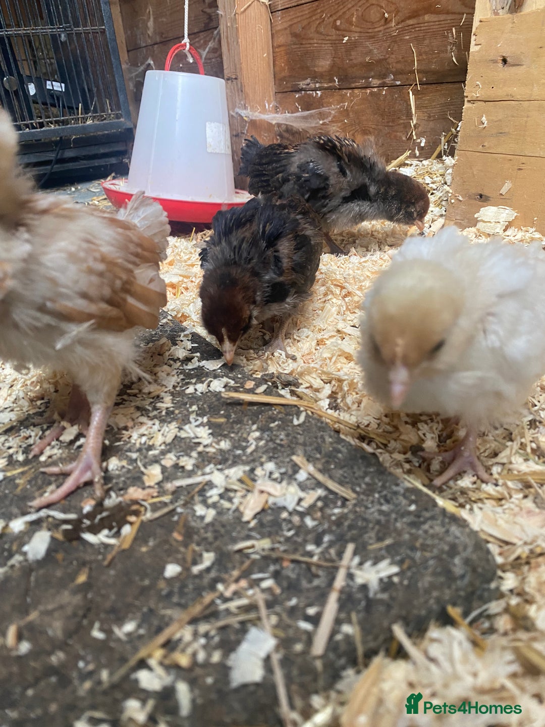 Chickens poultry for sale: Thuringian chickens - Image 1