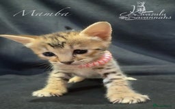 Savannah cats for sale: Exceptional Quality Tica Registr. Savannah Kittens - Image 24