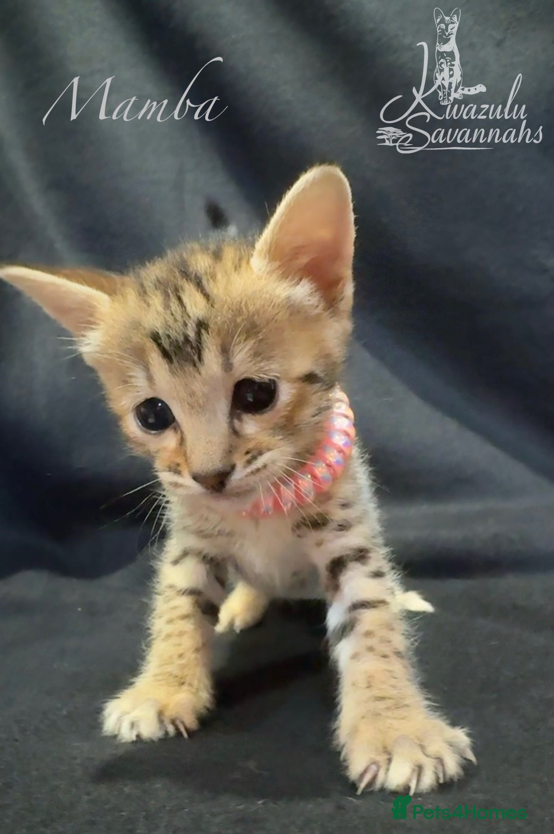 Savannah cats for sale: Exceptional Quality Tica Registr. Savannah Kittens - Image 24