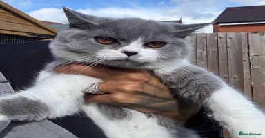 British Shorthair cats - Advert 5