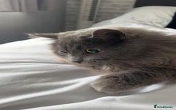 British Longhair cats for sale: British Longhair 18 months old male - Image 5