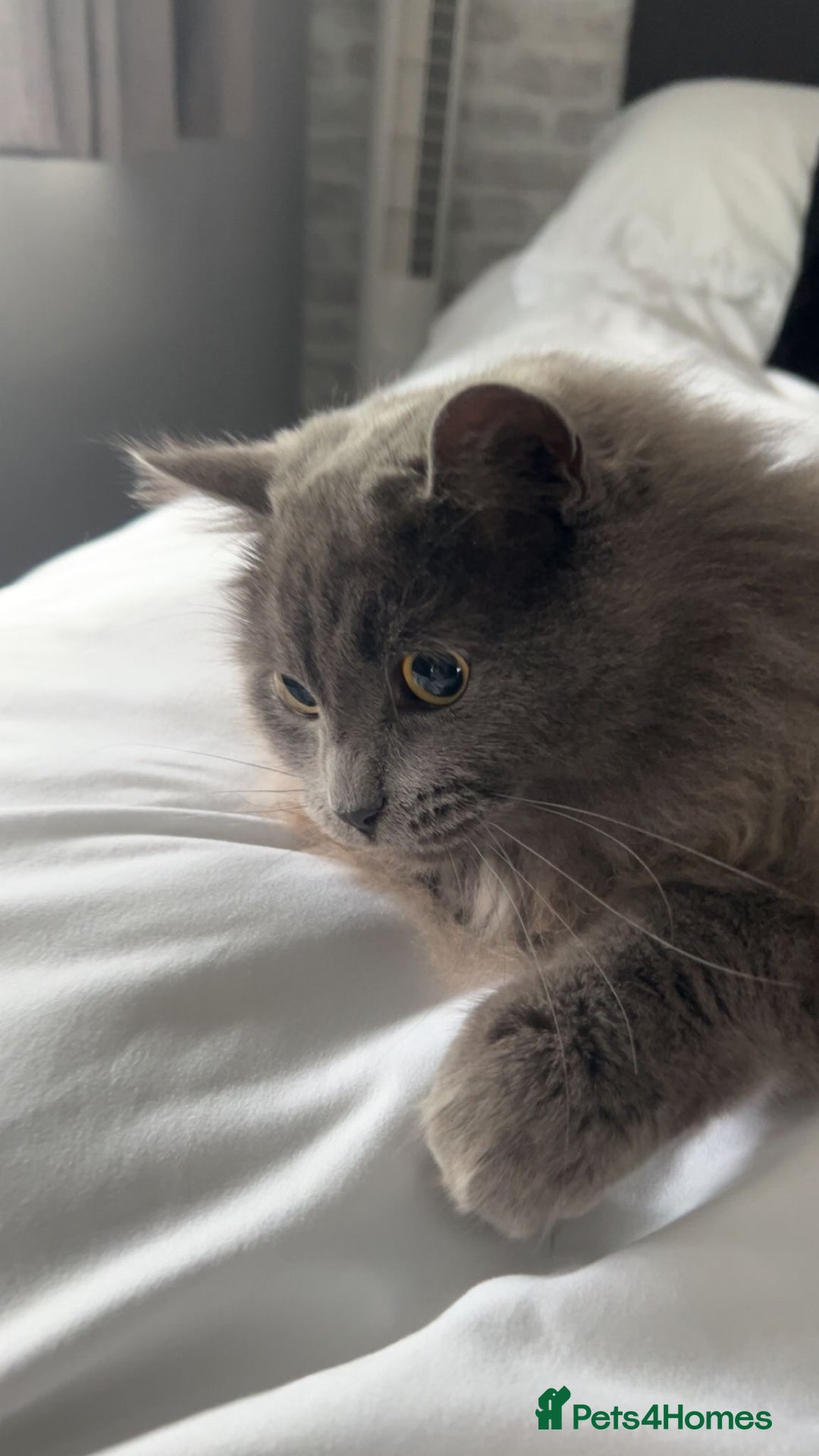 British Longhair cats for sale: British Longhair 18 months old male - Image 5