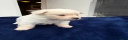 Maltipom dogs for sale: Multipom mojos for sale - Advert 4
