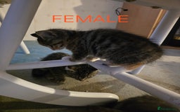 Mixed Breed cats for sale: 2 boys 2 girls kittens available 9 weeks - Image 5