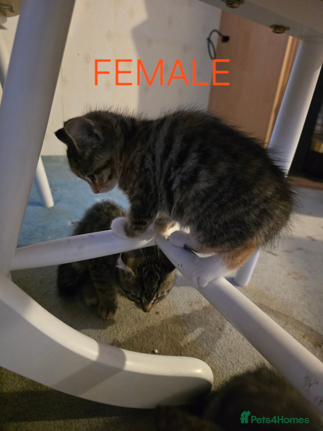 Mixed Breed cats for sale: 2 boys 2 girls kittens available 9 weeks - Image 5