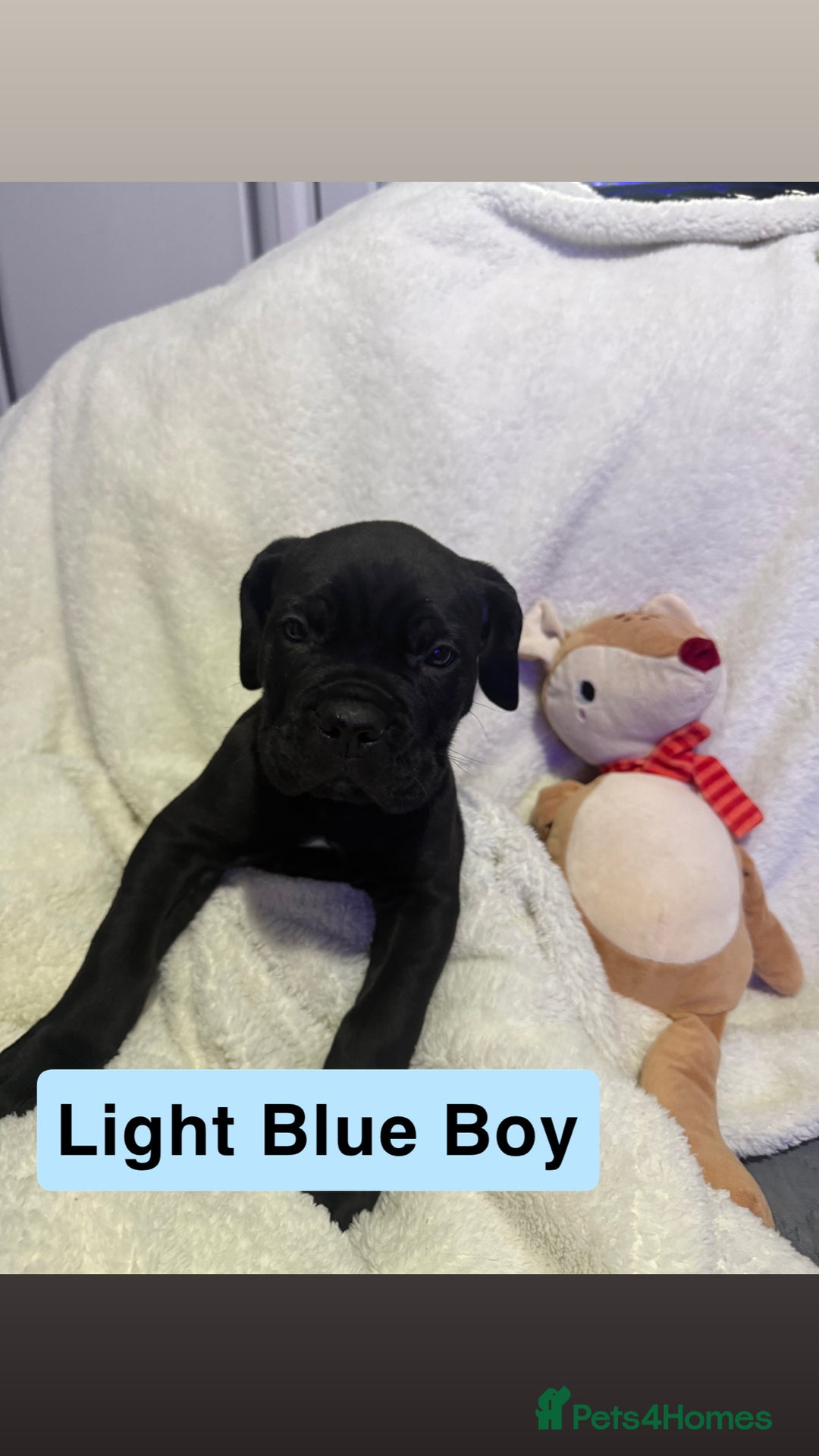 Cane Corso dogs for sale: 12 beautiful cane corso puppies 🐾 - Advert 22