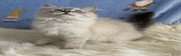 Ragdoll cats for sale: Beautiful TICA Registered Ragdoll Kittens - Advert 11