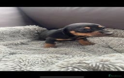 Miniature Dachshund dogs for sale: Miniature Dachshund Puppies  - Image 5