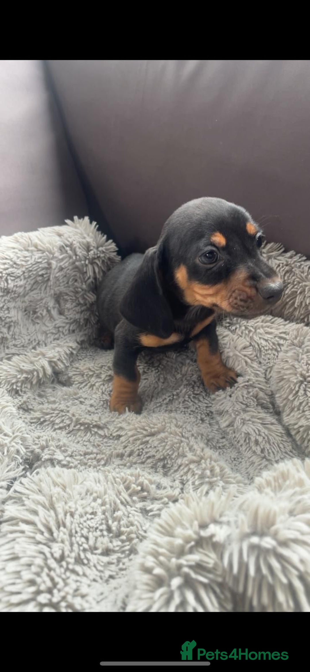 Miniature Dachshund dogs for sale: Miniature Dachshund Puppies  - Image 5