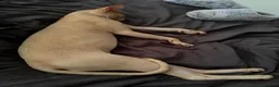 Mixed Breed cats for sale: Sphynx cross kittens  - Advert 11
