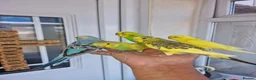 Budgerigars birds for sale: Super silly hand tamed baby budgies  - Advert 7