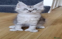 Maine Coon cats for sale: pure reg maine coon kittens - Image 8