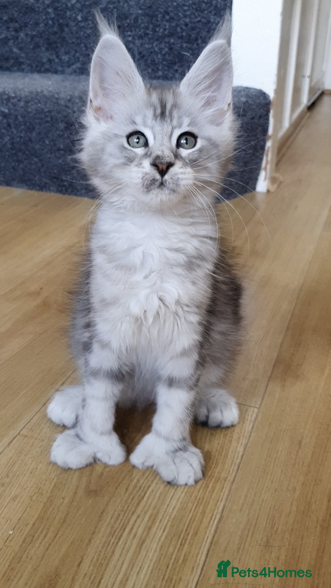 Maine Coon cats for sale: pure reg maine coon kittens - Image 8