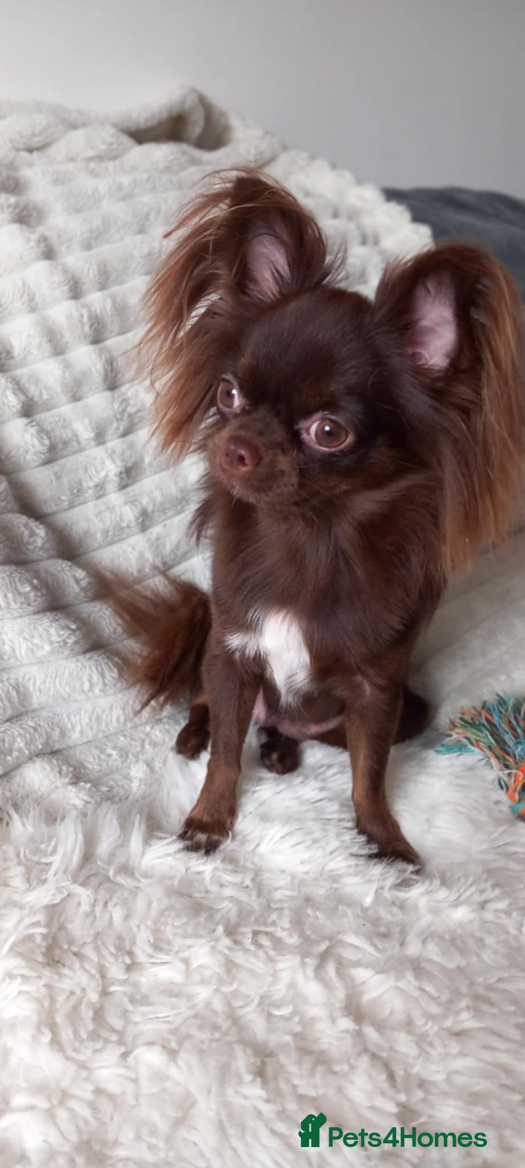 Chihuahua dogs for sale: Long-coat chocolate girl - Advert 1